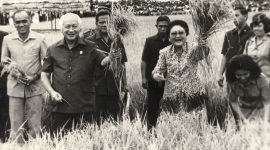 Presiden Soeharto dan Ibu Tien Soeharto mengangkat ikatan tanaman padi saat menghadiri panen raya di lokasi transmigrasi Tanah Miring III, Kab. Manokwari, Irian Jaya, Sabtu (7/5/1994), saat melakukan kunjungan kerja di propinsi paling timur itu selama dua hari (6-7 Mei 1994). | Sumber: Kompas.com/Dokumentasi Antara