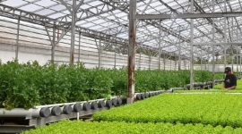 Aktivitas penanaman sayur | Sumber: Antara Banten