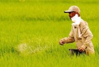 Petani Menebar Pupuk | Sumber: Prima/Tempo.co