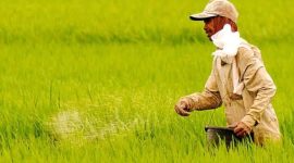 Petani Menebar Pupuk | Sumber: Prima/Tempo.co
