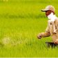 Petani Menebar Pupuk | Sumber: Prima/Tempo.co