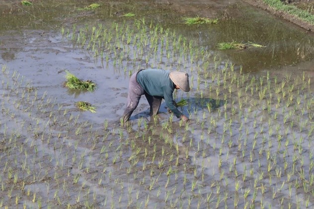 Aktivitas penanaman bibit padi | Sumber: Tempo.co/Prasetia Fauzani