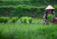 Peran Petani dalam Ketahanan Pangan | Sumber: Liputan6.com