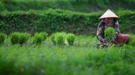 Peran Petani dalam Ketahanan Pangan | Sumber: Liputan6.com