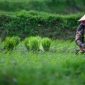 Peran Petani dalam Ketahanan Pangan | Sumber: Liputan6.com