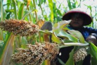 Petani Sorgum di lahan pertanian Pekalongan, Jawa Tengah. | Sumber: Antara/Harviyan Perdana Putra