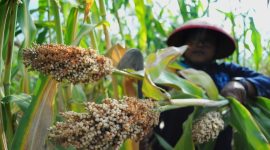 Petani Sorgum di lahan pertanian Pekalongan, Jawa Tengah. | Sumber: Antara/Harviyan Perdana Putra