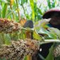 Petani Sorgum di lahan pertanian Pekalongan, Jawa Tengah. | Sumber: Antara/Harviyan Perdana Putra