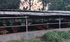 Aktivis Soroti Limbah Peternakan Sapi Diduga Milik Anggota DPRD Banten