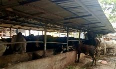 DLH Sebut Kandang Sapi Anggota DPRD Banten Belum Berizin, Diduga Cemari Danau Pakulonan