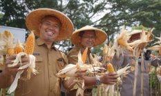Batuceper Panen Jagung, Kota Tangerang Kejar Target Swasembada 2026