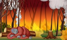 Hutan Terbakar, Masa Depan Terancam